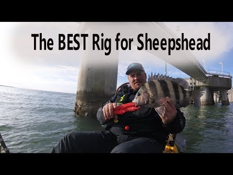 The BEST rig for Sheepshead (Quick Tip Tuesday #1) 