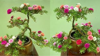 How To Make Portulaca Grandiflora Bonsai Flowers Simple But Beautiful | Moss Rose