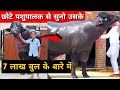 कार से महँगा बुल रखता बच्चा Inder Bull of Rachheri Breeding farm📞9813700444 Farming Leader