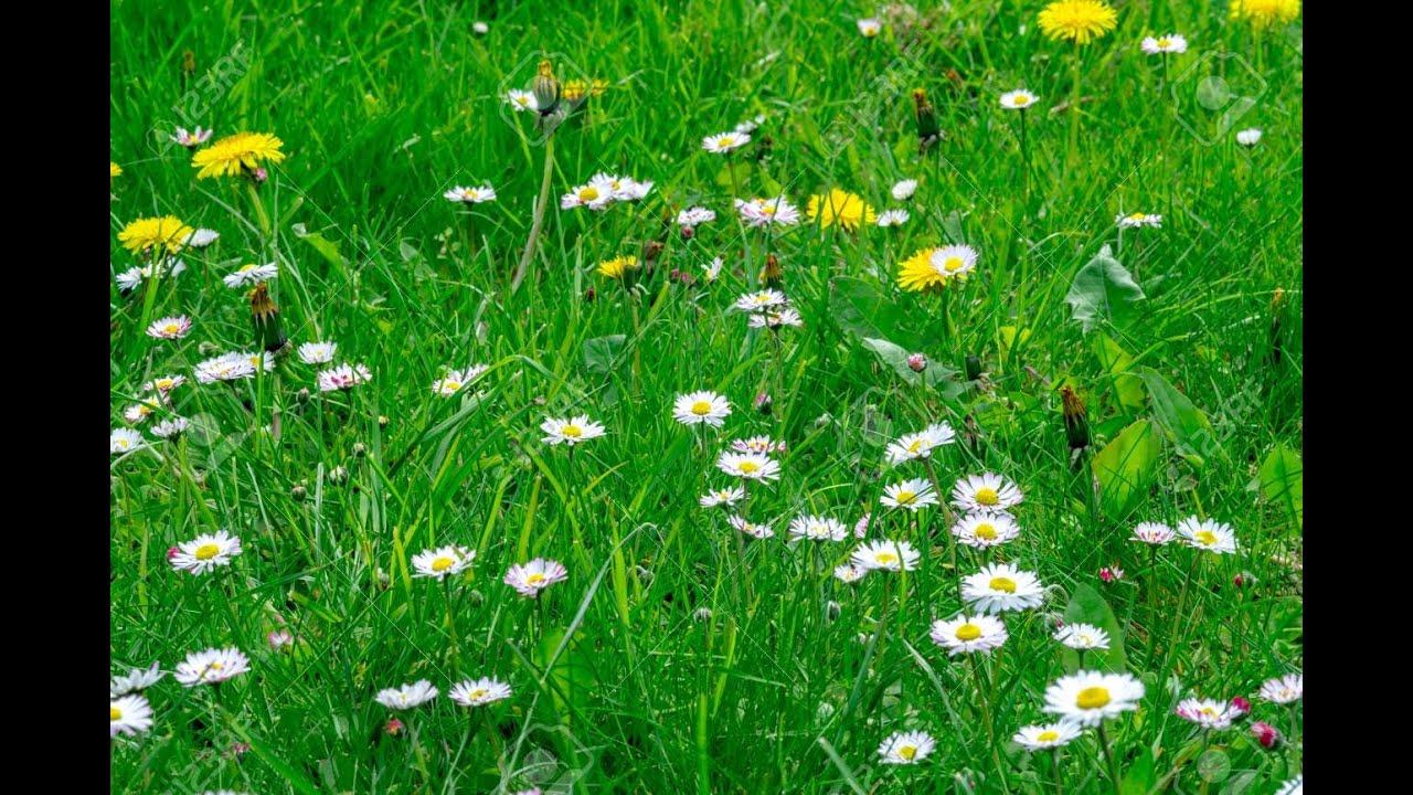 Soil Vegetation Engineering Model to Maintain Distribution from Water Debit at Watershed Area..