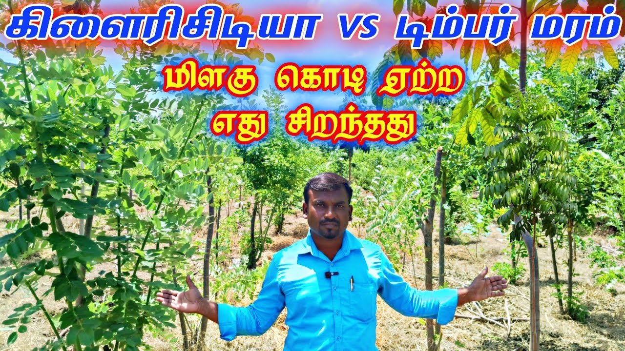 மிளகு கொடி ஏற்ற கிளைரிசிடியா VS டிம்பர் மரம் எது சிறந்தது🌱pepper plant grow Timber tree r Gliricidia