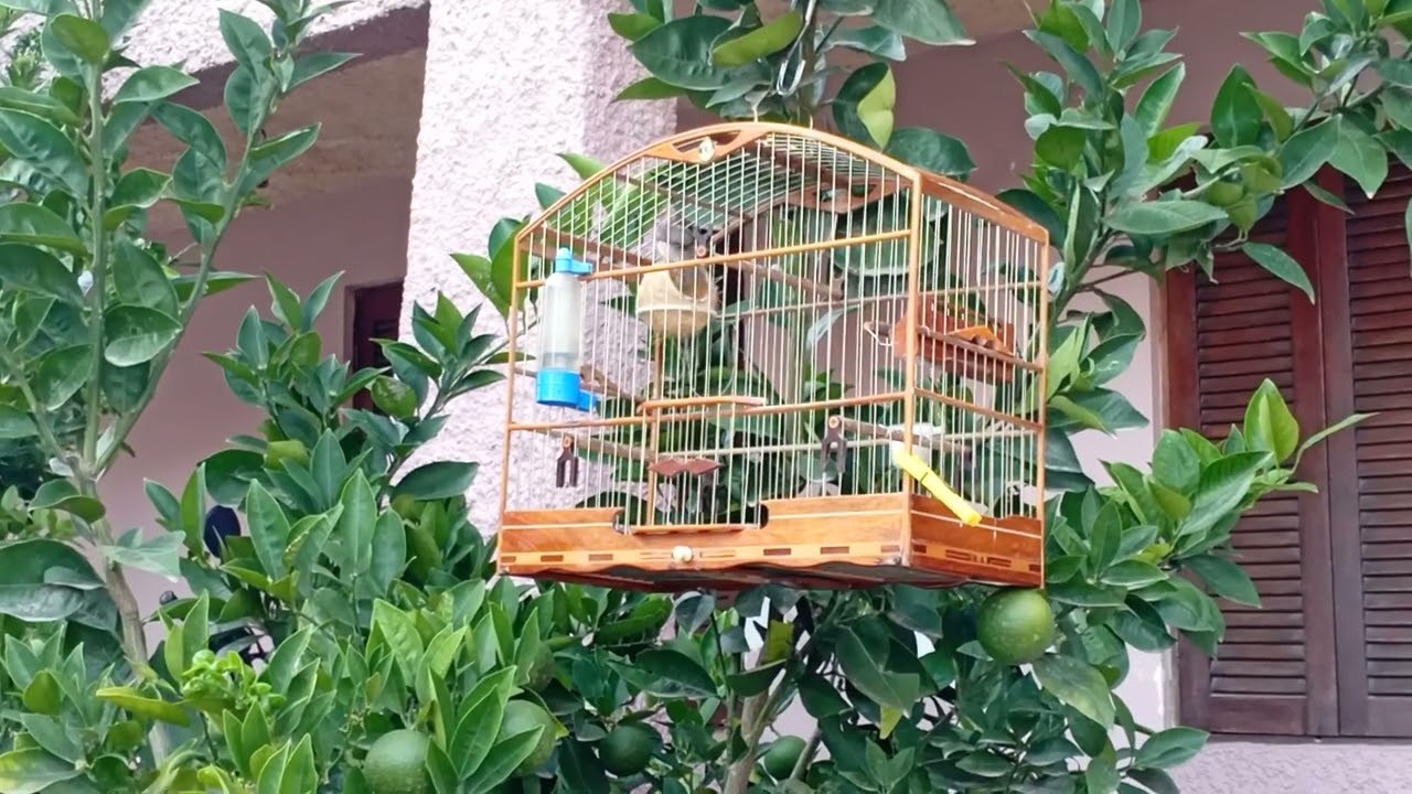Coleiro draga cantando final de temporada 