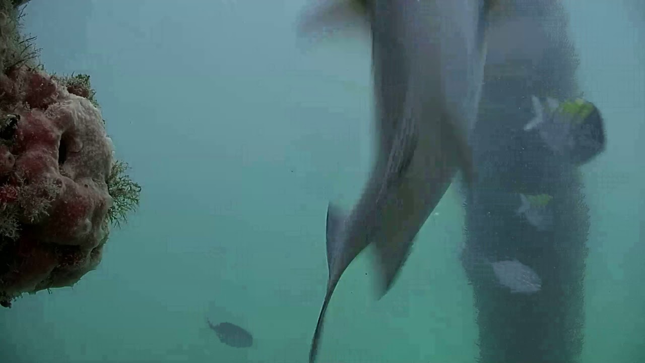 Deerfield Underwater Cam 07212018 152721 162725 YouTube