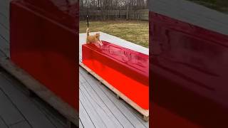 Download Lagu World's biggest jello? #catvideos #catshorts #catmemes #jello MP3 Download Lagu World's biggest jello? #catvideos #catshorts #catmemes #jello MP3