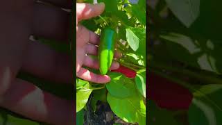Grow organic sweet mini peppers from seed! #organicgarden #organicharvest #sweet pepper#pepper