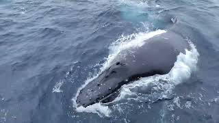 Bellingshausen Sea. Antarctica
