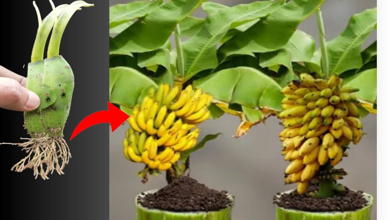 How to grow a hybrid Banana tree at home,, Growing banana tree in pot use garlic