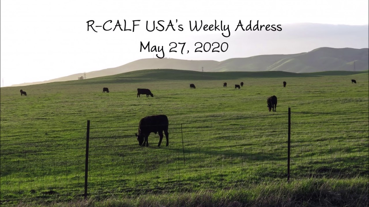 The Cattle Industry Missed the Memo