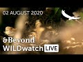 WILDwatch Live | 02 August, 2020 | Morning Safari | South Africa