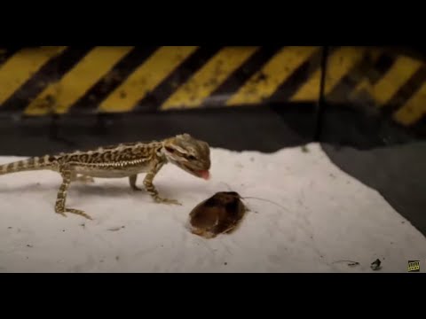 Video: The most poisonous scorpion in the world: representatives and their features