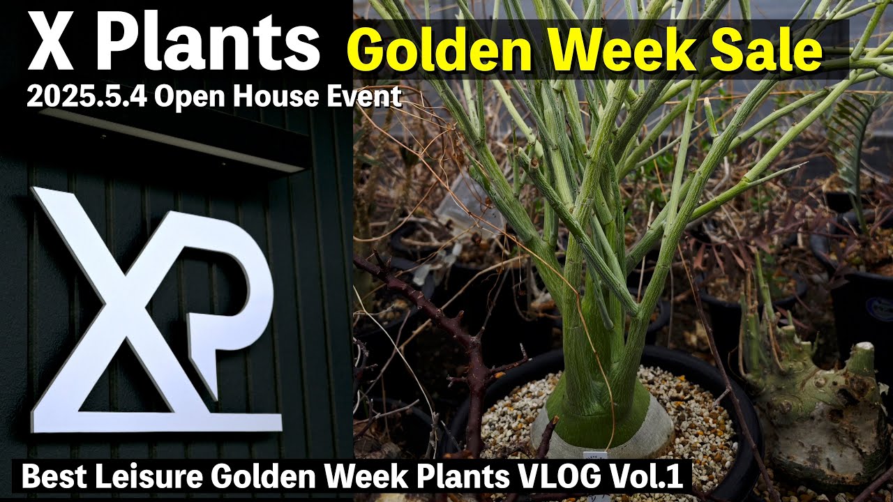 【X Plants】Golden Week Sale で驚愕の株の数々に財布爆散｜園芸店｜多肉植物｜塊根植物｜アガベ｜パキポディウム｜ユーフォルビア