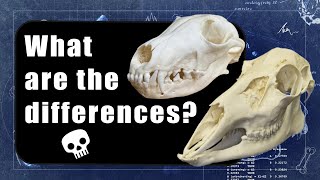 Comparing Carnivore And Herbivore Skulls Ripping Vs Grinding Anatomy