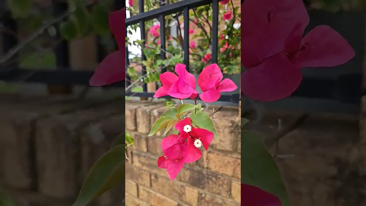 Bougainville  flower