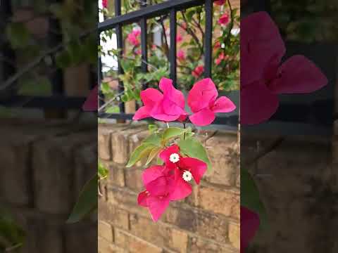 Bougainville  flower