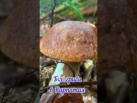 Гриби в Карпатах 2025 рік гриби2025