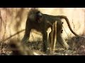 Baboons' Predatory Behavior and Diet