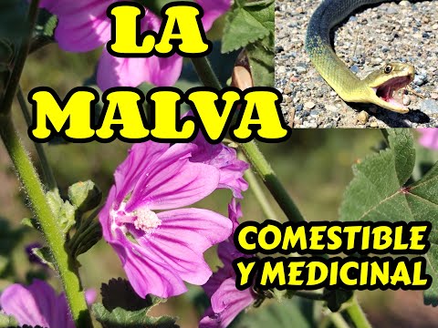 Video: ¿Son comestibles las flores de malva?