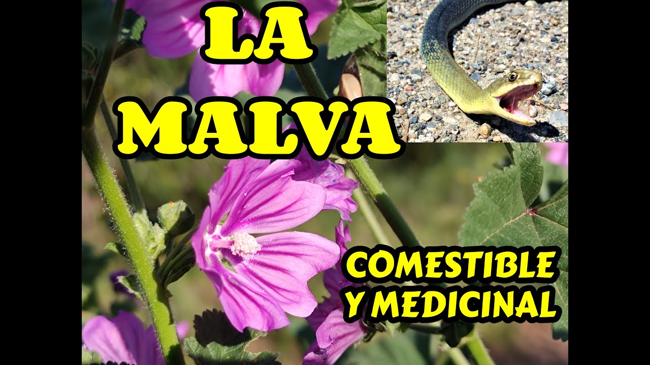 LA MALVA, planta medicinal, comestible y otros usos. Malva sylvestris -  thptnganamst.edu.vn