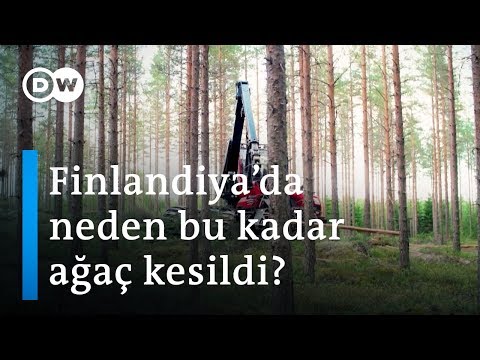 Video: Ağaçta Yaşamak: Finlandiya