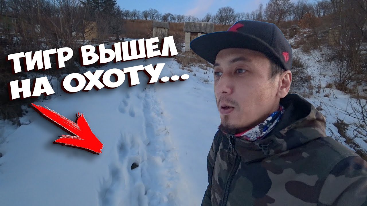 ПРИЕХАЛИ НА ДАЧУ А ТАМ... ТИГР В ПРИМОРЬЕ ВЫШЕЛ К ЛЮДЯМ... И ЭТО В МОЙ ...