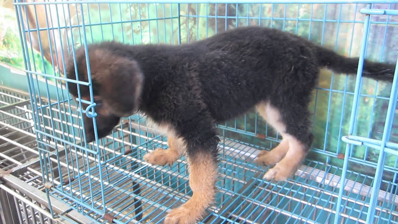 bán chó becgie đức giá chỉ 2,5tr liên hệ 0986006465
