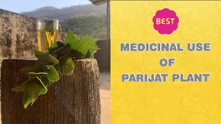 Medicinal Use Of Parijat Plant || आयुर्वेद || Gardening With Jaymala Medicinal Use Of Parijat Plant || आयुर्वेद || Gardening With Jaymala