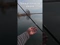 Обалденный  КЛЁВ ПЛОТВЫ и красноперки на Мормышинг Весной 2025! #shorts #мормышинг #рыбалка
