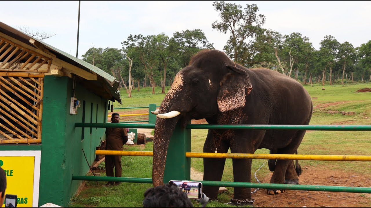 theppakadu jungle safari