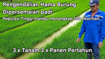 PENGENDALIAN HAMA BURUNG DIPERSEMAIAN PADI MAMPU MENANGKAP 100 EKOR / HARI