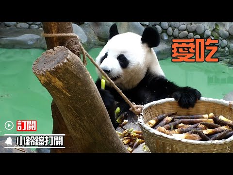 《熊貓早晚安》熊寶的筍筍“戰鬥力”還是可以的 | iPanda熊貓頻道