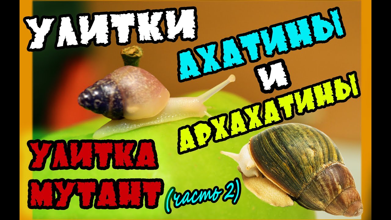 УЛИТКА МУТАНТ!!! (часть 2) чем отличаются Ахатины от Архахатин?