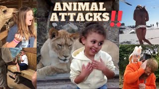 UNEXPECTED ANIMAL ATTACKS ON HUMAN!!! FUNNY ANIMAL by EARTH TRACE 279 views 1 year ago 8 minutes, 21 seconds