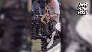 Famous Shocking moment Florida mechanics pull 8-foot-long boa constrictor from car engine Profile