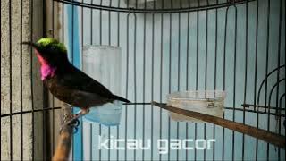 suara kolibri ninja (konin) gacor full isian tembakan cililin