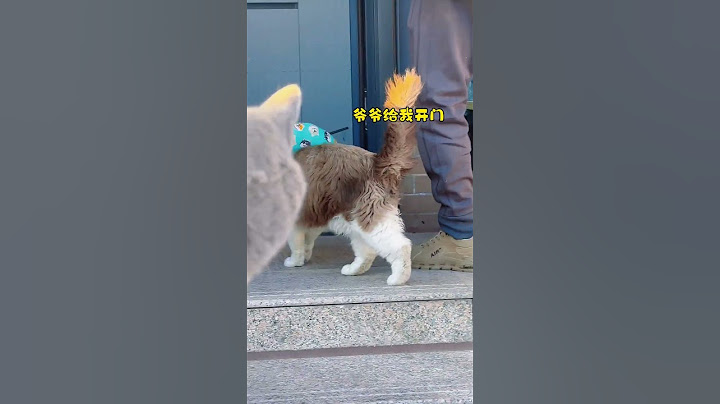 从不扒沙门 院子玩够了 就让叫爷爷给开门#谁家小猫咪精力这么旺盛 #猫咪的迷惑行为 #萌到爆炸了💥 #一看就没什么心眼的猫猫 #你的猫孩子也是这样玩吗😂😂😂😄