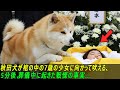 秋田犬が棺の中の7歳の少女に向かって吠える、5分後、葬儀中に起きた戦慄の事実...#感動ストーリー #日本#ゆっくり解説 