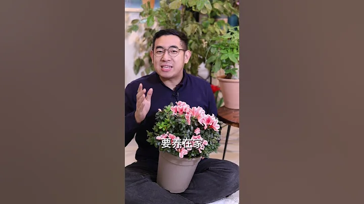 养杜鹃花要晒太阳吗？ - 天天要闻