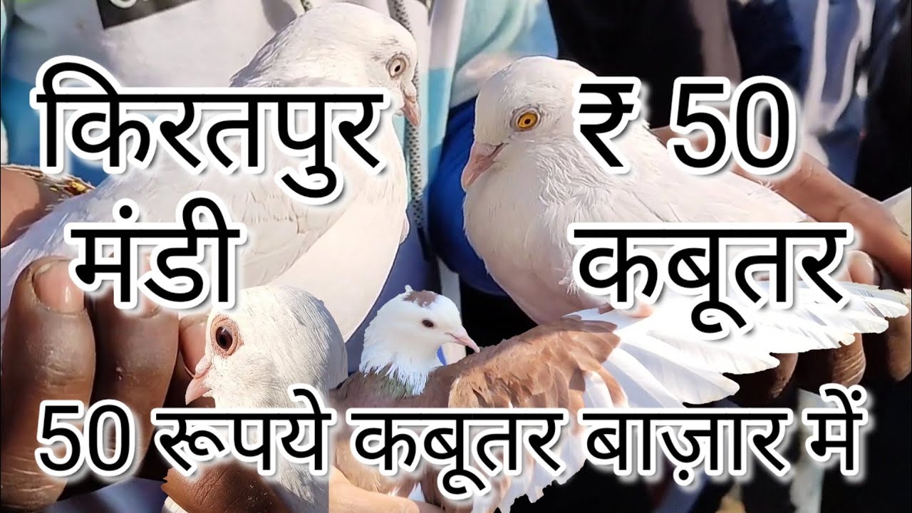 कबूतर केवल ₹50 में / किरतपुर मंडी कबूतर बाजार / Kiratpur pigeon market / Sunday Pigeon market