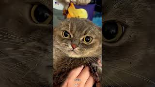 #cutecats #furry #animals #catcare #catvideos #pets #cute Untitled