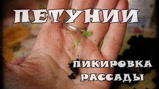 Пикировка рассады петунии(, 2014-03-22T18:33:23.000Z)