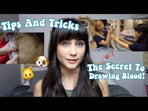 Vet Tech Tips and Ticks | Drawing Blood