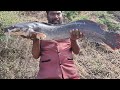 best catch fish 15 kg fish ||Big catfish chicken 🐔 fishing