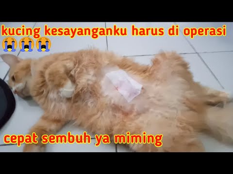 Video: Mastitis Pada Kucing (termasuk Nulliparous, Menyusui Dan Lain-lain): Cara Merawat Di Rumah, Apa Yang Harus Dilakukan Dengan Mastopati (kaedah Rawatan)