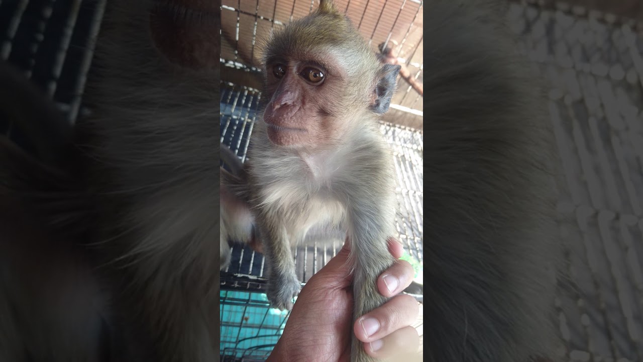 mengatasi perut kembung si unyiel 🐒 