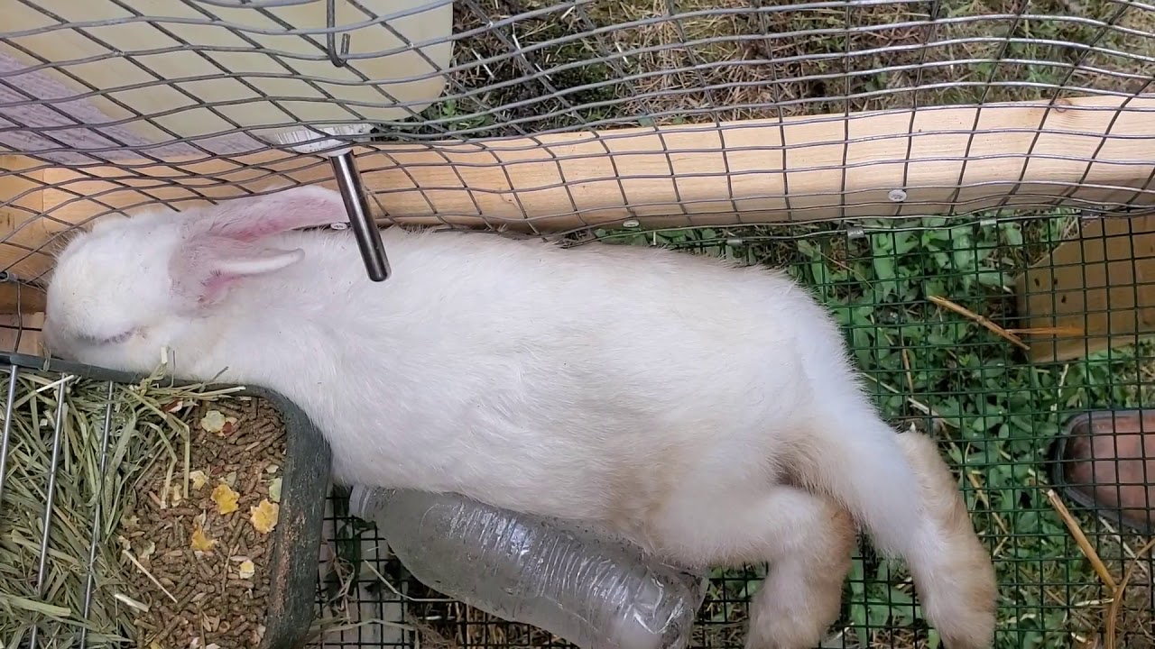 Easy way to help keep your rabbits cool in this heat! lazypondfarm