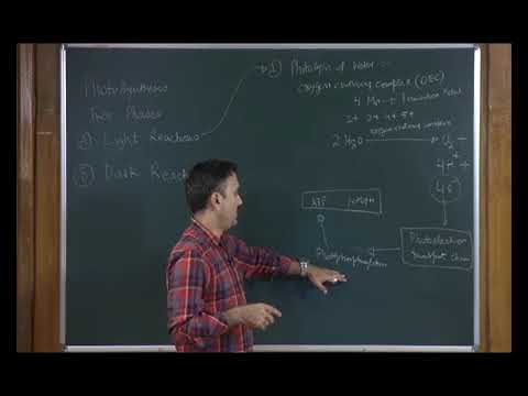 Bio class 11 unit 12 chapter 03 plant physiology-photosynthesis  Lecture 3/6
