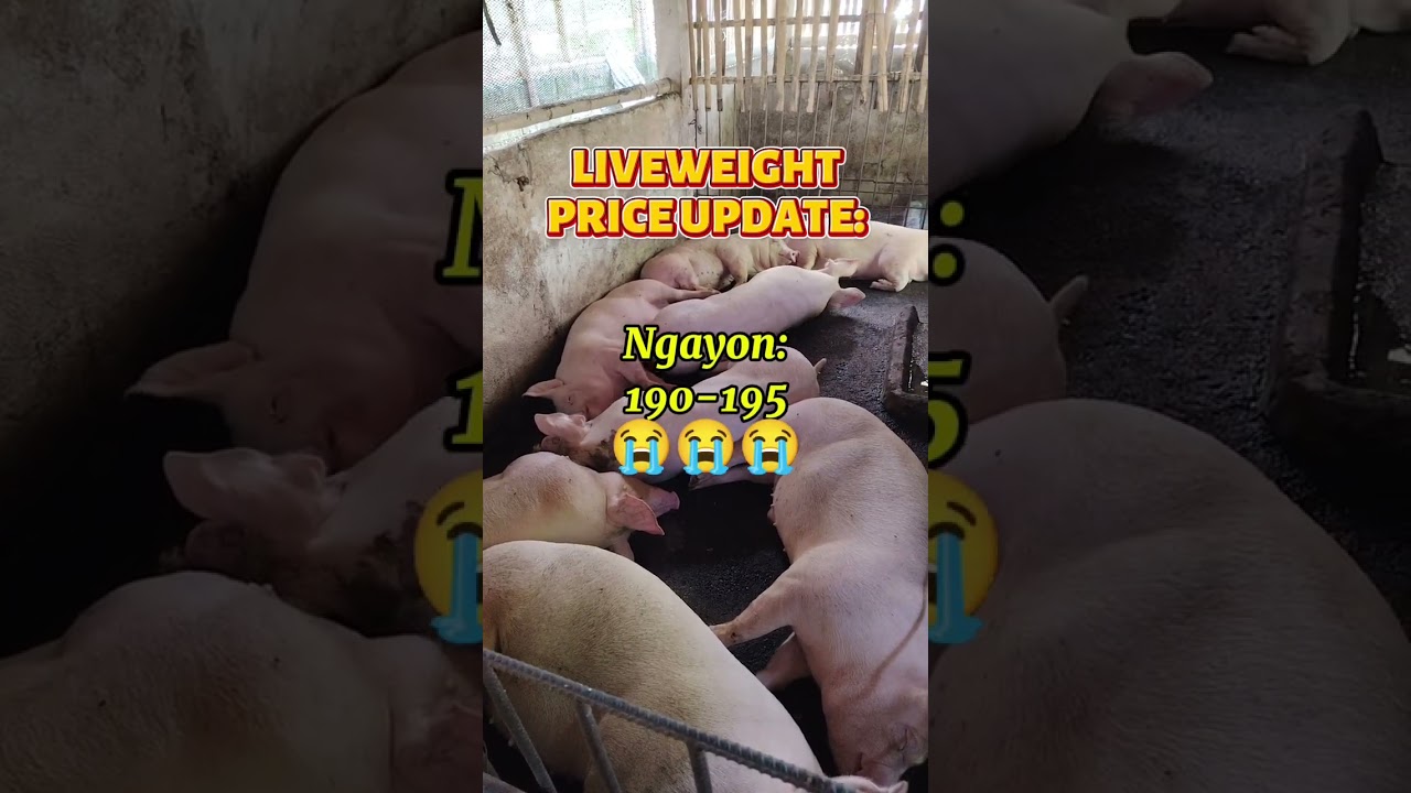 Liveweight price update:Biglang bumaba