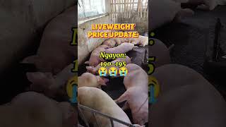 Liveweight price update:Biglang bumaba@mangungumatv8418  #pig #farming #pigfarming #pigfarmer