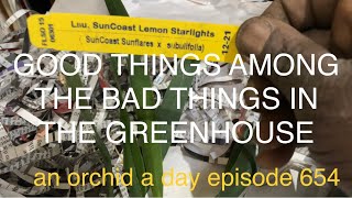AN ORCHID A DAY EPISODE 654 AN UNBOXING FROM FLORIDA SUNCOAST ...