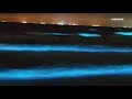'Sea sparkle' algae makes Texas beach water glow blue